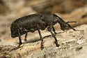 Triglyphulus ater - photo 2