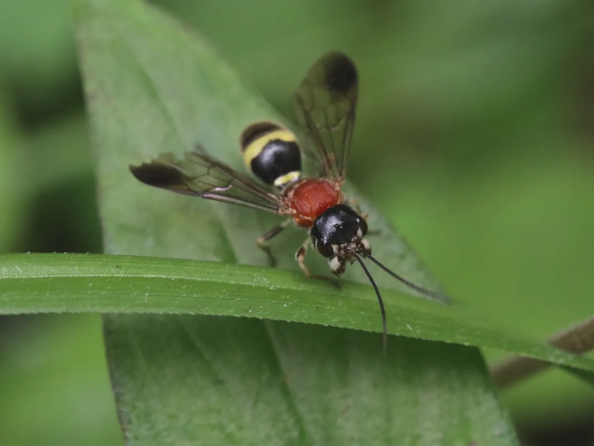 Trigonalidae - photo 3