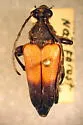 Trigonarthris atrata