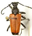 Trigonarthris atrata - photo 2
