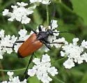 Trigonarthris atrata - photo 3