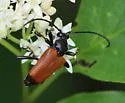 Trigonarthris atrata - photo 4