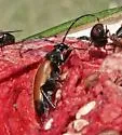 Trigonarthris atrata - photo 5