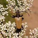 Trigonarthris proxima
