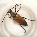Trigonarthris proxima - photo 2