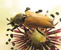 Trigonarthris proxima - photo 3