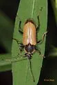 Trigonarthris proxima - photo 4