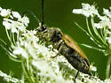 Trigonarthris proxima - photo 5