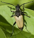 Trigonarthris subpubescens - photo 2