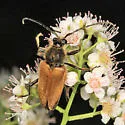 Trigonarthris subpubescens - photo 3