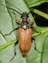 Trigonarthris subpubescens - photo 4