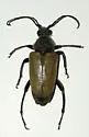 Trigonarthris subpubescens - photo 5