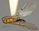 Trigonaspis fumosa