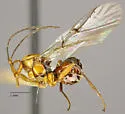 Trigonaspis fumosa - photo 2