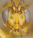 Trigonaspis fumosa - photo 3