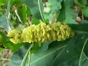 Oak Fig Gall Wasp