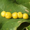 Oak Fig Gall Wasp - photo 2