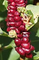 Oak Fig Gall Wasp - photo 3