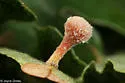 Ball-tipped Gall Wasp