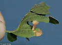 Ball-tipped Gall Wasp - photo 2
