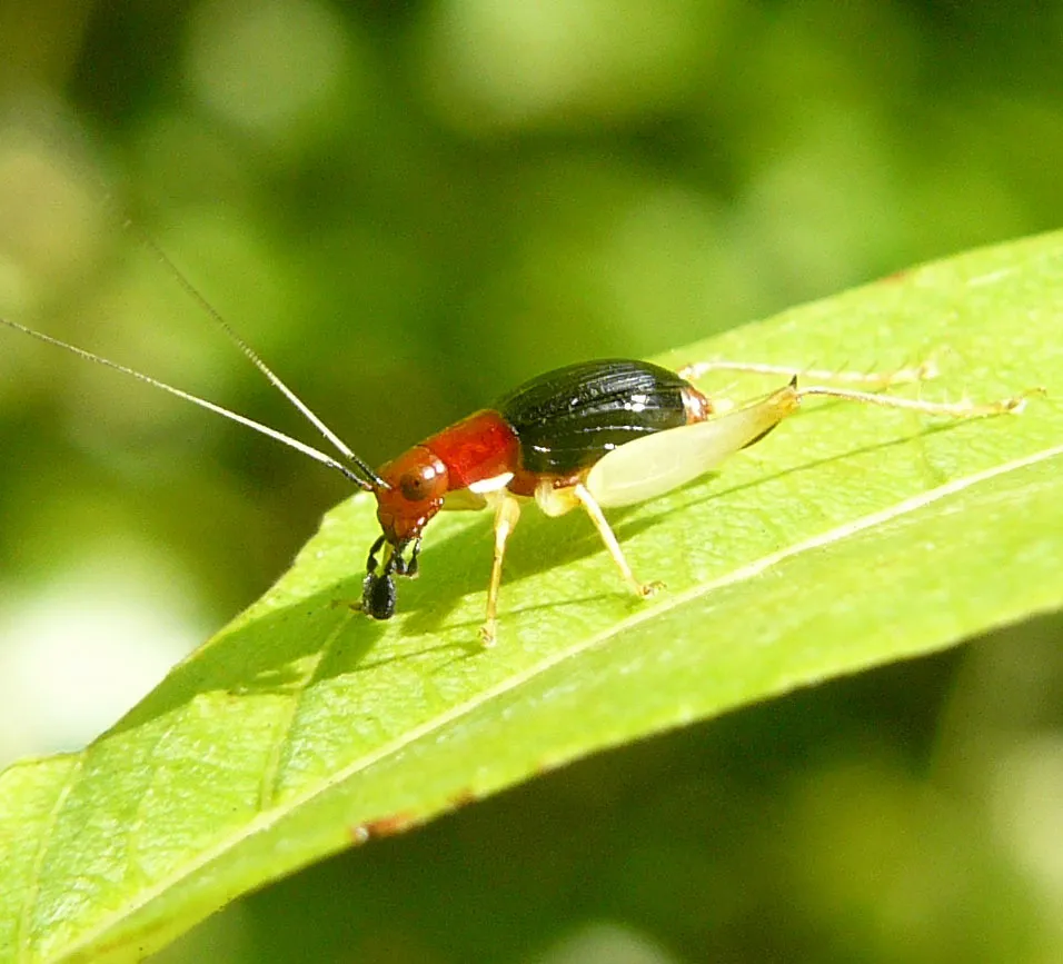 Trigs and Ground Crickets - photo 3