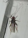 Belfrage's cricket