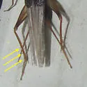 Belfrage's cricket - photo 2