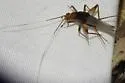 Belfrage's cricket - photo 3