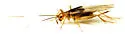 Belfrage's cricket - photo 4
