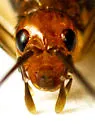 Belfrage's cricket - photo 5