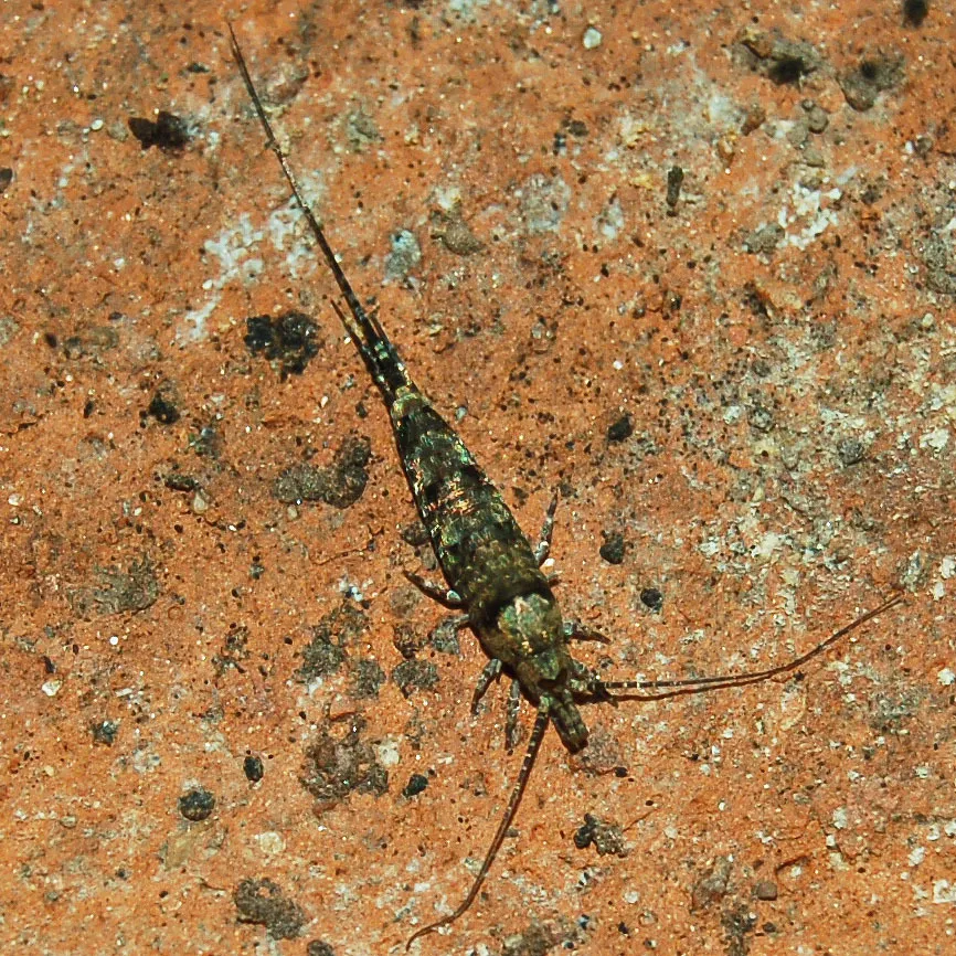 Trigoniophthalmus alternatus