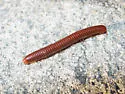 Rusty millipede