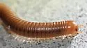 Rusty millipede - photo 3