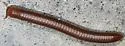 Rusty millipede - photo 4
