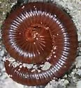 Rusty millipede - photo 5