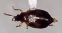 Trigonodemus fasciatus