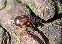 Trigonodemus fasciatus - photo 2
