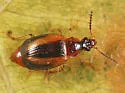 Trigonodemus striatus