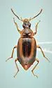 Trigonodemus striatus - photo 4