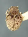 Globular Spider Beetle - Trigonogenius globulus