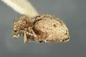 Globular Spider Beetle - photo 2