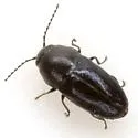 Trigonogya reticulaticollis - photo 2