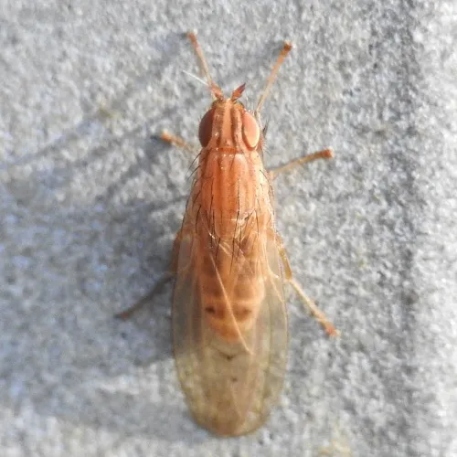 Trigonometopus frontalis - photo 2