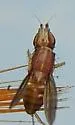 Trigonometopus vittatus