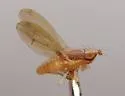 Trigonometopus vittatus - photo 2