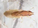Trigonometopus vittatus - photo 4