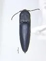 Trigonopleurus cordobaalfaroi