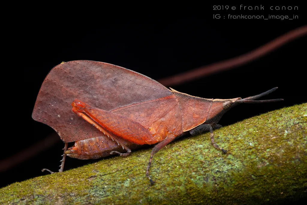 Trigonopterygidae - photo 2