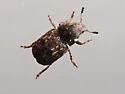 Trigonorhinus alternatus - photo 2