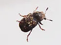 Trigonorhinus alternatus - photo 3